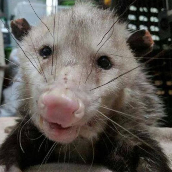 Meet your Posher, E - Picture 1 of 1